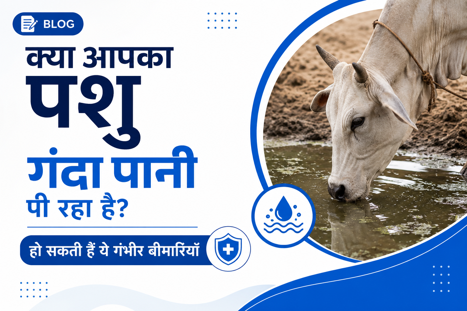 क्या आपका पशु गंदा पानी पी रहा है? हो सकती हैं ये गंभीर बीमारियाँ