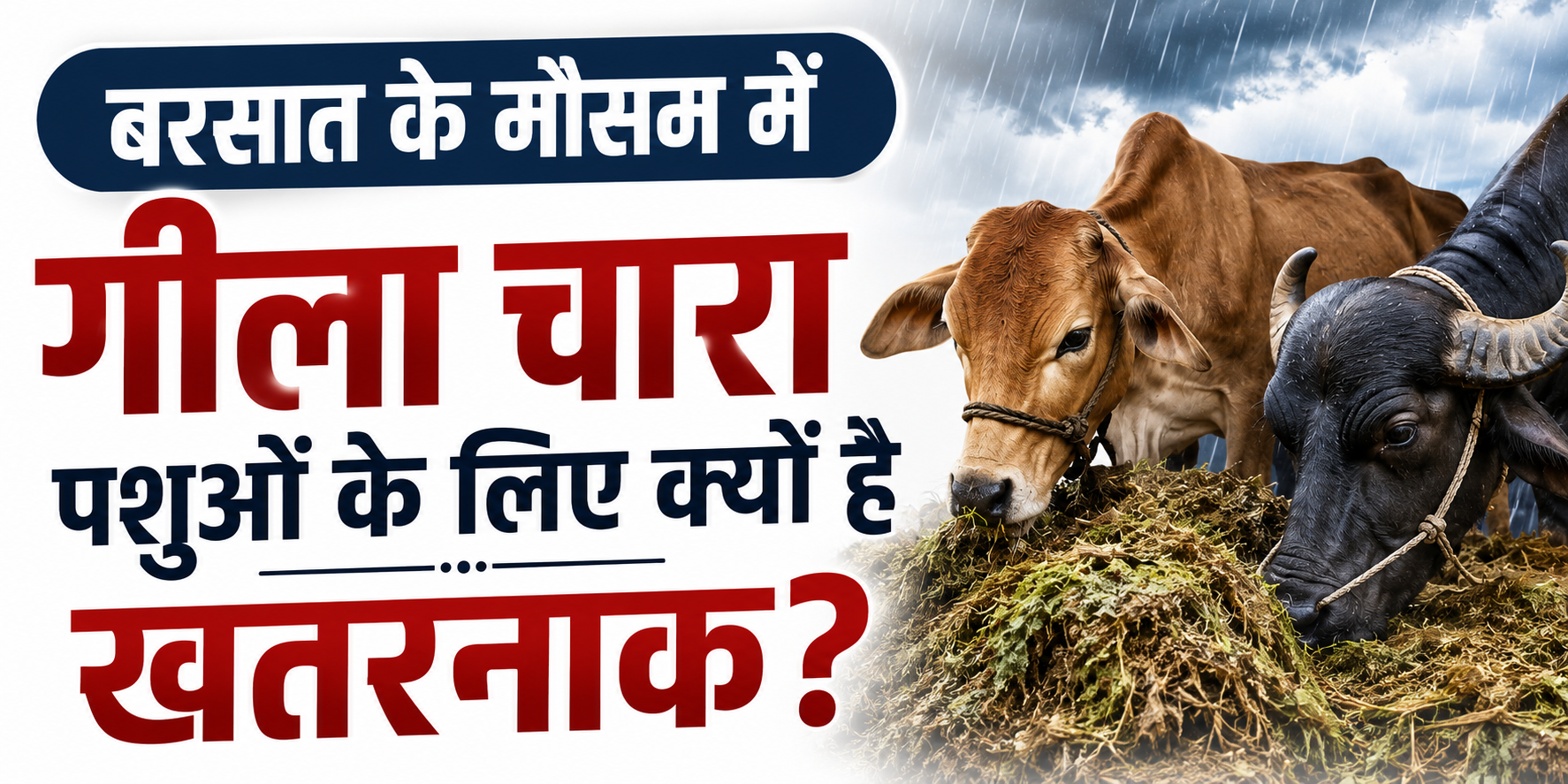 बरसात के मौसम में गीला चारा पशुओं के लिए क्यों है खतरनाक?