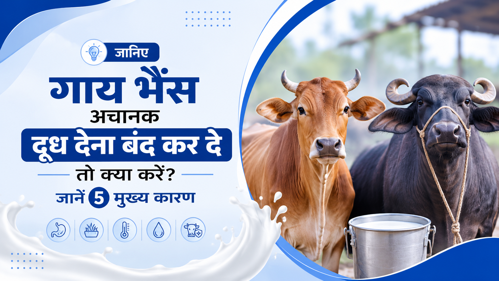 गाय भैंस अचानक दूध देना बंद कर दे तो क्या करें? जानें 5 मुख्य कारण