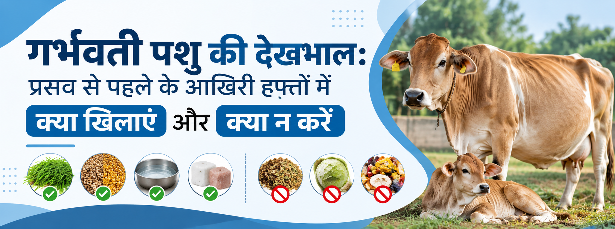 गर्भवती पशु की देखभाल: प्रसव से पहले के आखिरी हफ्तों में क्या खिलाएं और क्या न करें