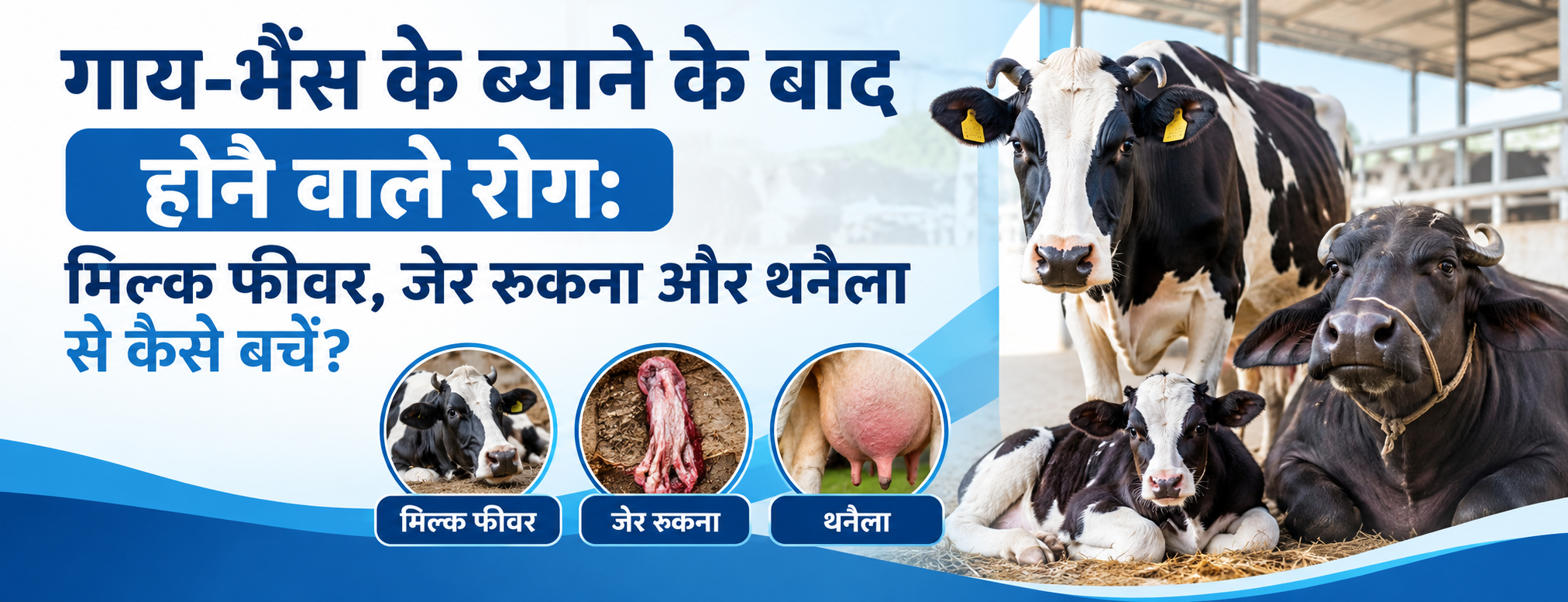 गाय-भैंस के ब्याने के बाद होने वाले रोग: मिल्क फीवर, जेर रुकना और थनैला से कैसे बचें?